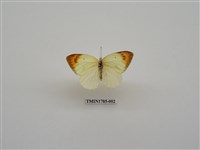 藏品(南非蝴蝶(一))的圖片